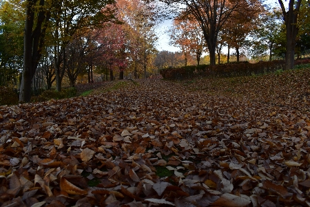 Foto Yamagata
 giappone autunno natura