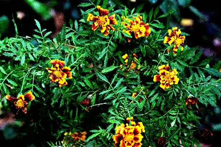 花 植物 フローラ 黄色 写真