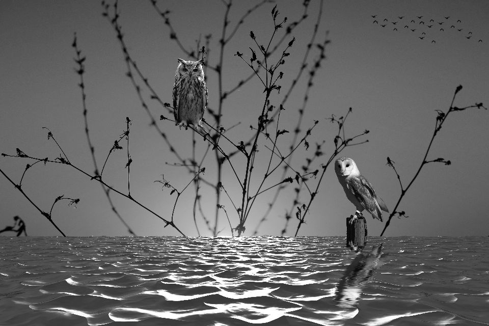 Aves naturaleza atardecer agua