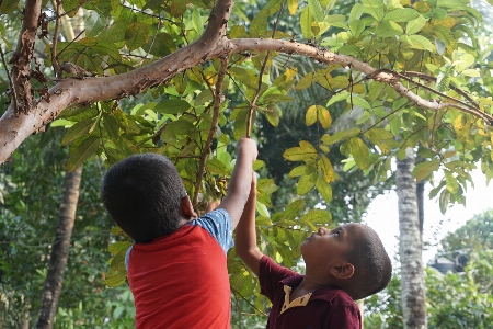 Foto Kerala
 india anak-anak jambu biji