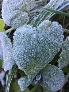 氷 冬 草 緑 写真