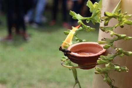 伝統的 ランプ 植物 植木鉢 写真