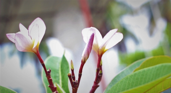 Foto Araliya
 bunga tanaman flora