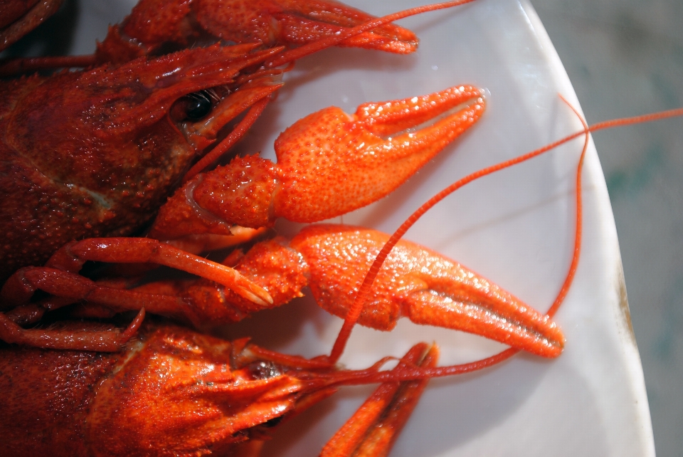 Crayfish wooden seafood decapoda