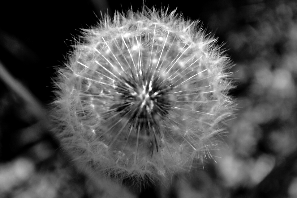 Nature flower black and white monochrome photography