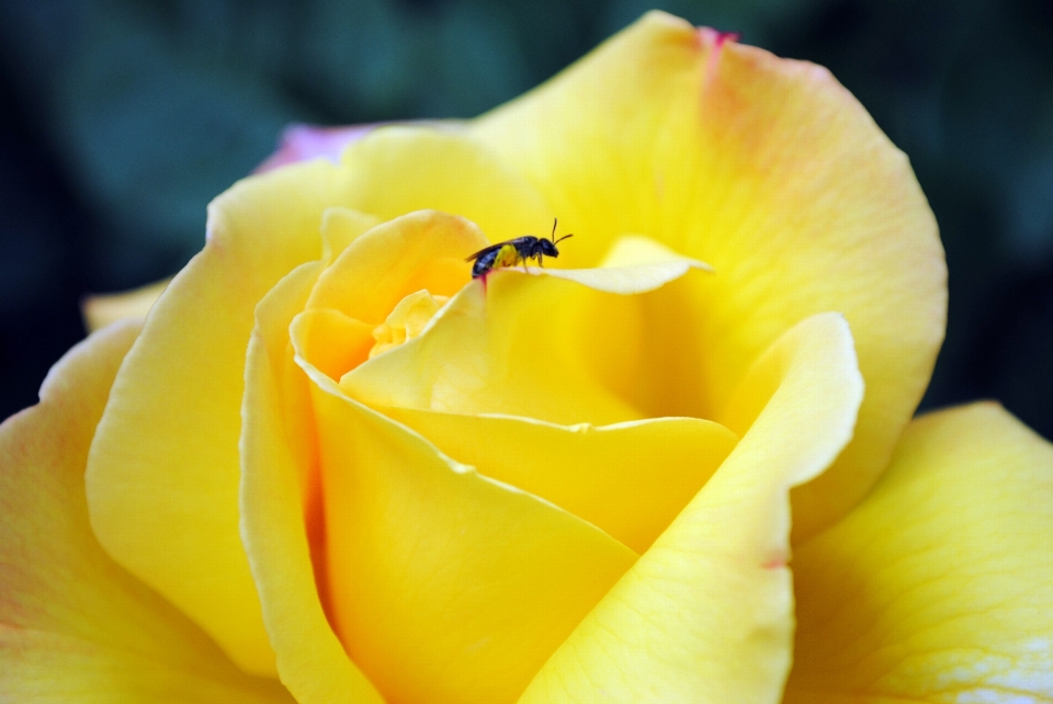 花 黄色 バラの家族
 花弁