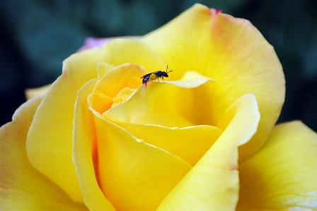 Foto Bunga kuning keluarga mawar
 daun