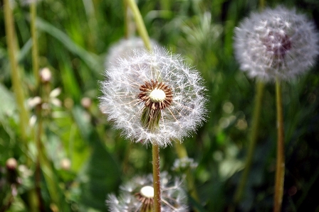 Flower dandelion flora plant Photo