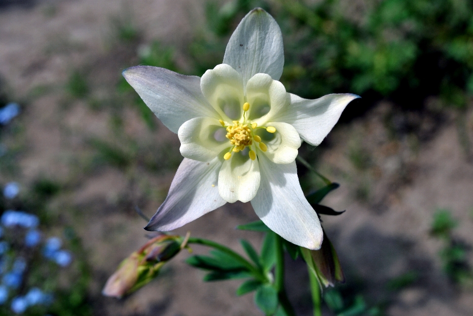 Blume anlage flora blühende pflanze
