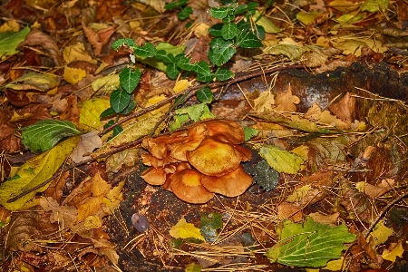 Foto Bosque árbol otoño colores