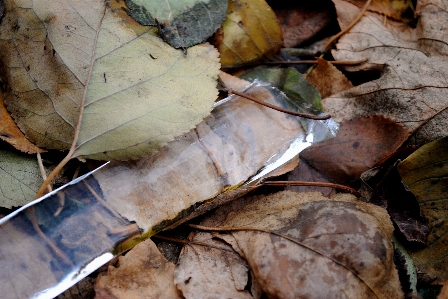 Nature leaf wood plant Photo