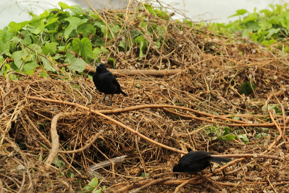 Black bird roots fauna