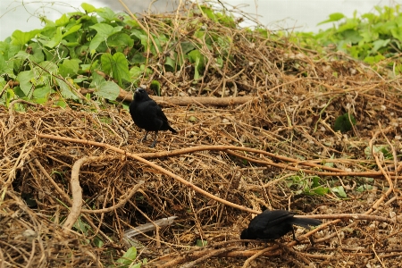 Black bird roots fauna Photo