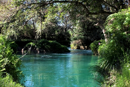 Foto Natura fiume alberi acqua