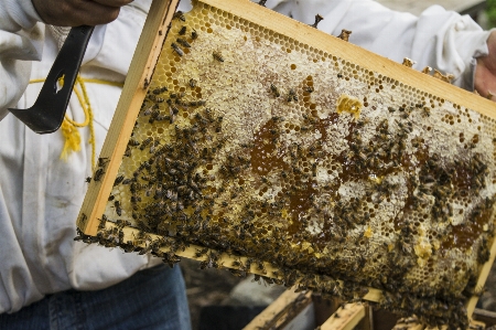 Bienenhaus biene guatemala bienenstock Foto