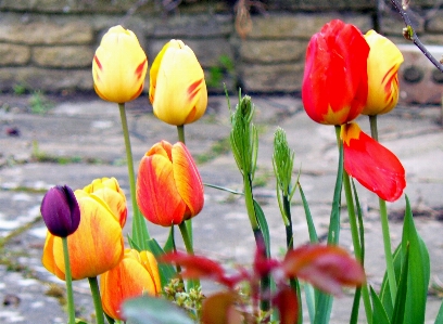 Tulips flower plant tulip Photo