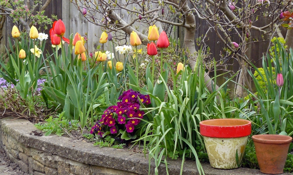 Tulpen garten blume anlage