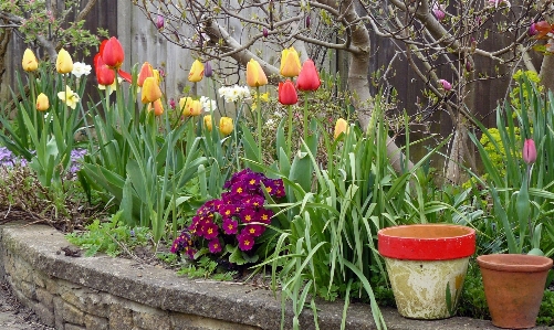 Tulips garden flower plant Photo