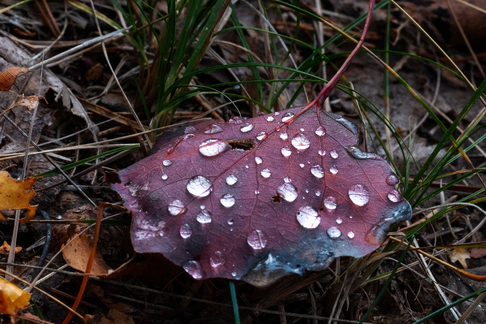 森 葉 雨 空