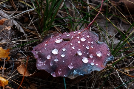 森 葉 雨 空 写真