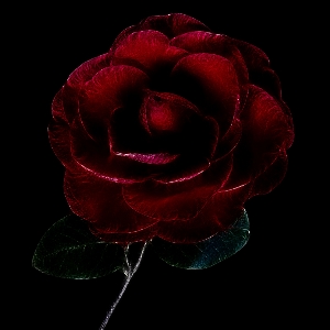 Foto Fractal
 rosa vermelha
 flor vermelho