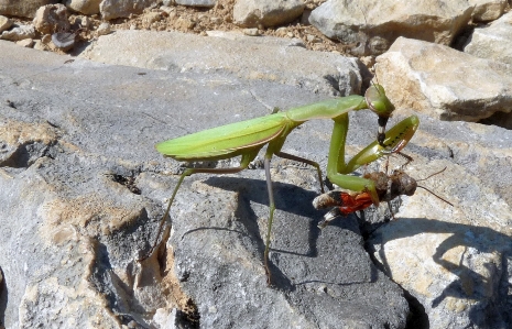 Preying mantis insect invertebrate Photo