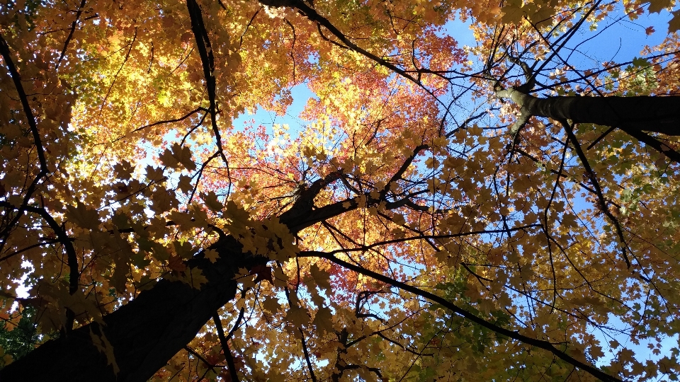 Crown canopy tree leaf