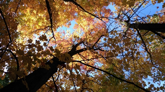 Crown canopy tree leaf Photo