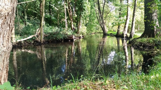 River forest swamp nature reserve Photo