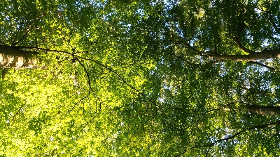 árbol ecosistema
 vegetación bosque templado latifoliado y mixto
