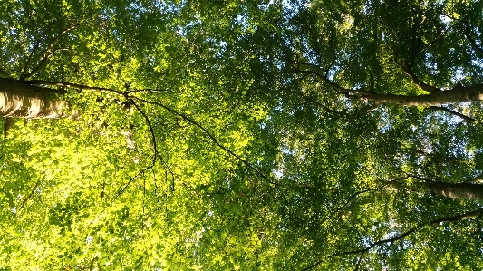 Foto Albero ecosistema
 vegetazione foresta temperata di latifoglie e miste
