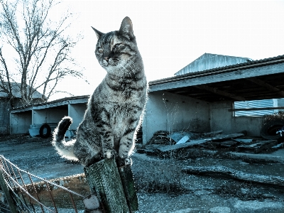 猫 農場 青 フェンス 写真