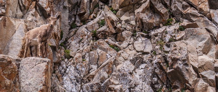 Mountains kyrgyzstan rock tree Photo