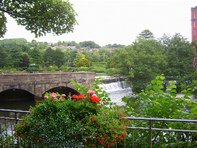 Nature plant waterway water Photo