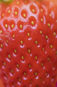 Background berry closeup delicious Photo