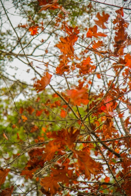 Trees nature leaves autumn