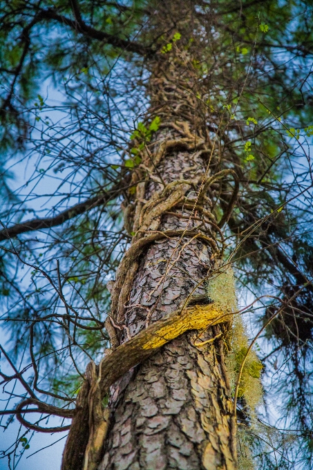 Trees nature pine vines