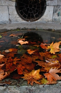 Puddle autumn water frozen Photo