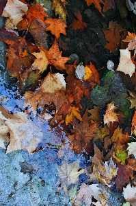 Puddle autumn water frozen Photo