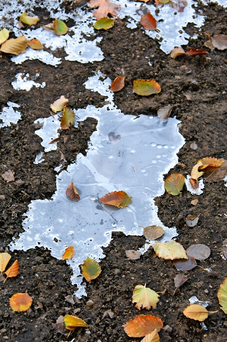 Pfütze herbst wasser gefroren