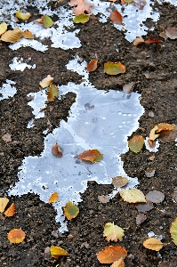 Puddle autumn water frozen Photo