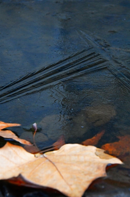 Pozzanghera autunno acqua congelato