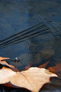 Puddle autumn water frozen Photo