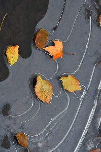 Puddle autumn water frozen Photo