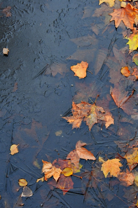 Pfütze herbst wasser gefroren