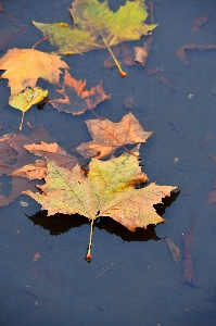 Puddle autumn water frozen Photo