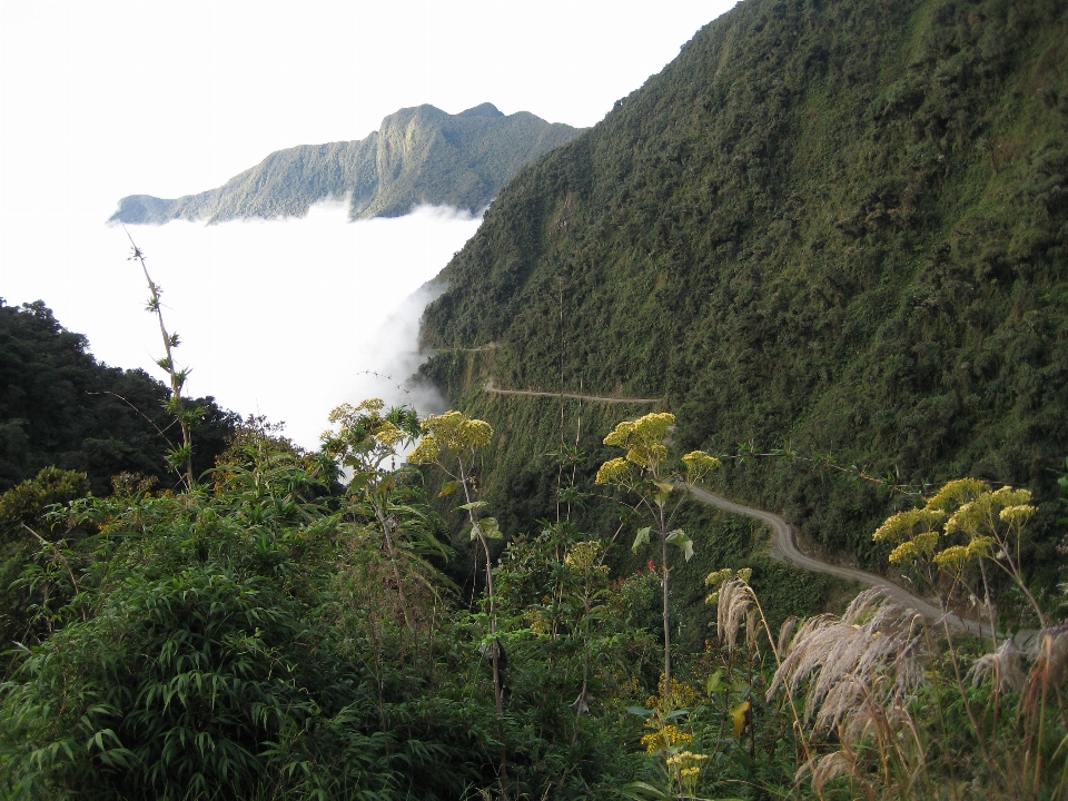 Bolivia vegetation nature reserve wilderness