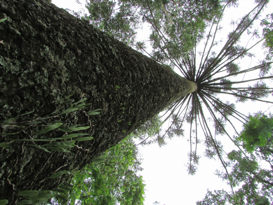 Araucaria tree vegetation ecosystem