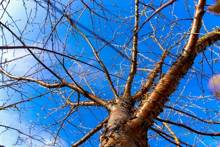 Tree sky branch blue Photo