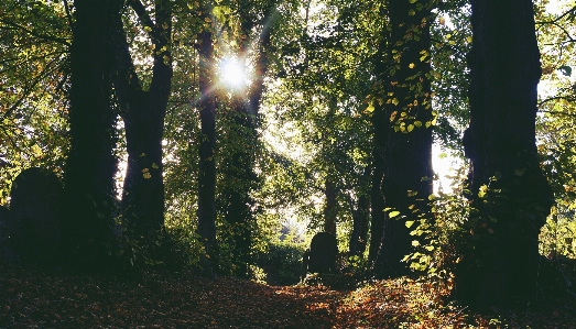 Autumn leaves trees woodland Photo